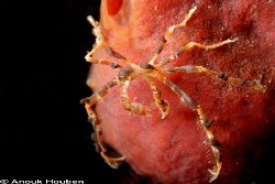 A spider crab? Picture taken during a night dive on the L... by Anouk Houben 
